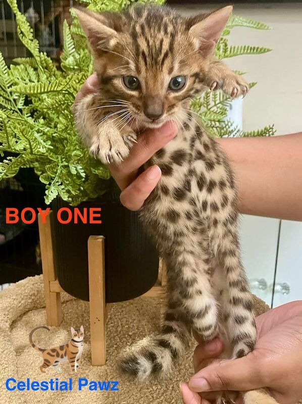 Pedigree TICA Bengal kittens for sale in Orpington, Greater London