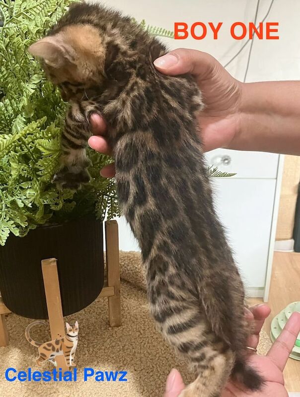 Pedigree TICA Bengal kittens for sale in Orpington, Greater London | Image 2