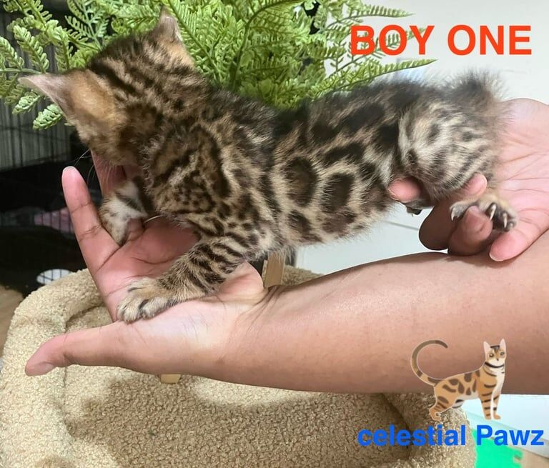 Pedigree TICA Bengal kittens for sale in Orpington, Greater London | Image 3