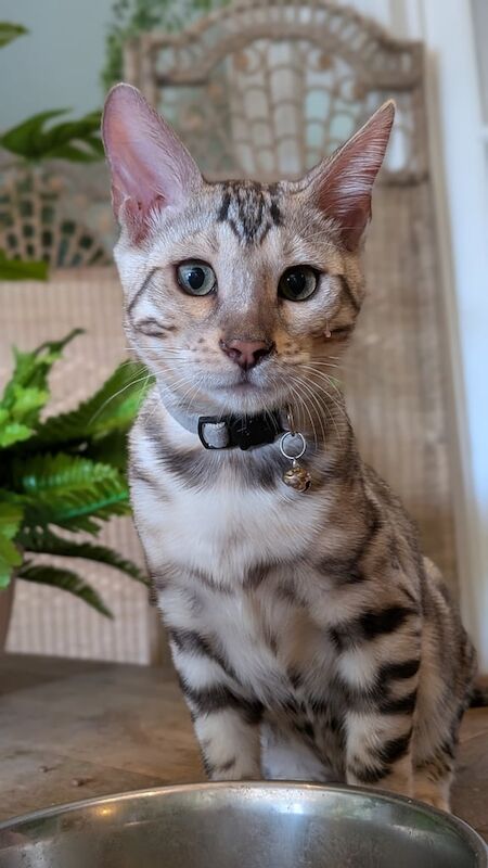 Bengal kittens for sale in Southmead, Bristol – 4 months old