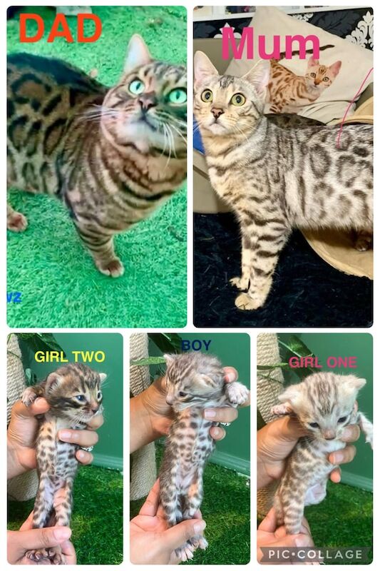 Pedigree TICA silver & brown Bengal Kittens for sale in Orpington, Greater London