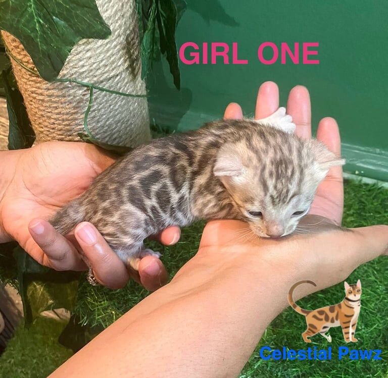 Pedigree TICA silver & brown Bengal Kittens for sale in Orpington, Greater London - Image 2