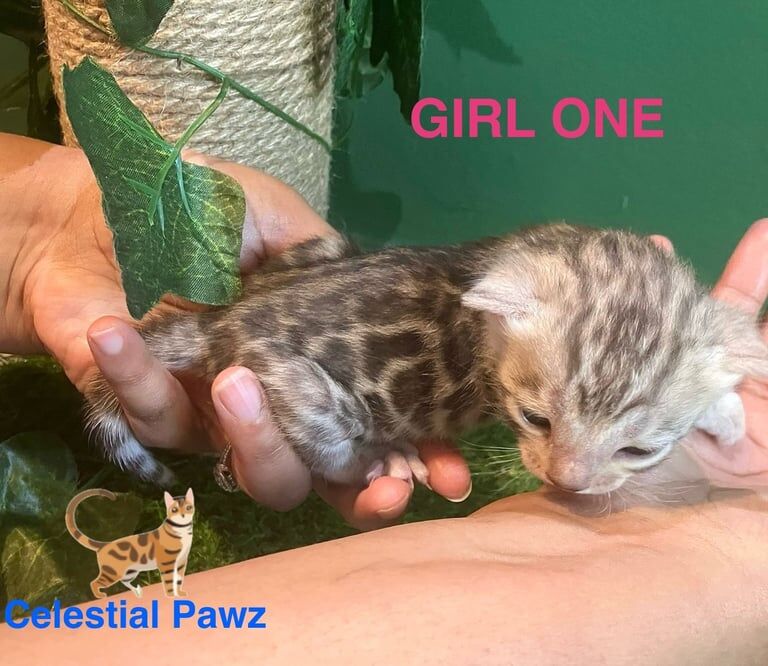 Pedigree TICA silver & brown Bengal Kittens for sale in Orpington, Greater London - Image 3
