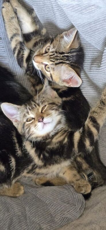 persian benagl kittens for sale in Bradford, West Yorkshire