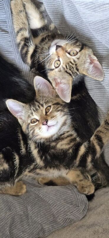 persian benagl kittens for sale in Bradford, West Yorkshire | Image 2