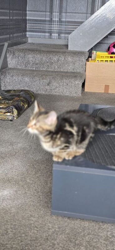 persian benagl kittens for sale in Bradford, West Yorkshire - Image 3