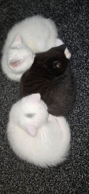 Bengal Kittens For Sale Under £300