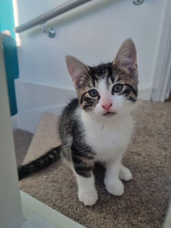 Bengal kittens for sale in Wembley, Greater London – 9 weeks old