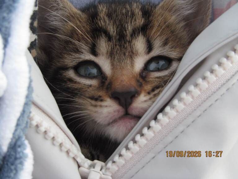Bengal Kittens For Sale