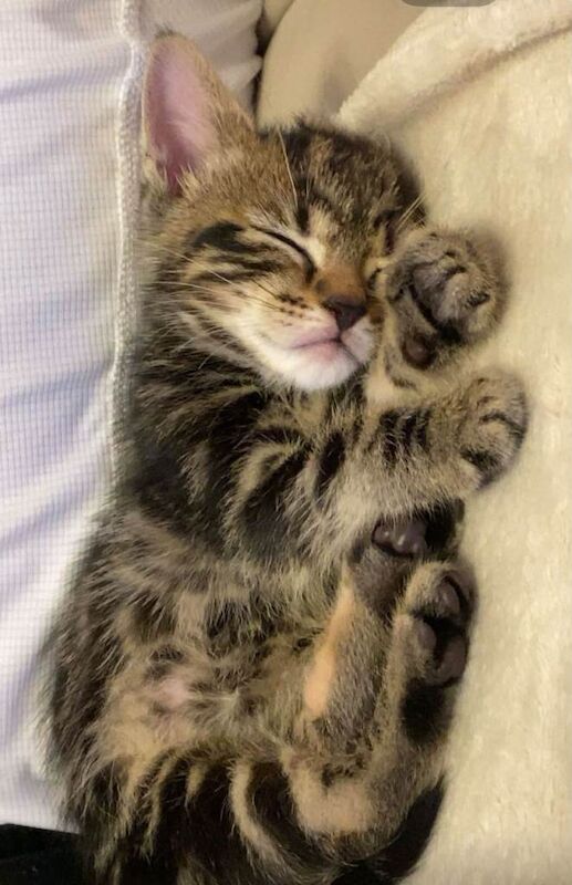 Pretty kitten 8 weeks, healthy clean and litter trained - Image 2 of 4