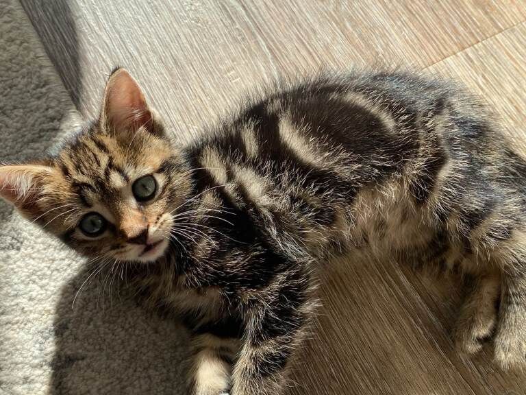 Pretty kitten 8 weeks, healthy clean and litter trained - Image 3 of 4