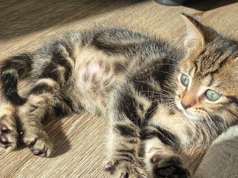 Pretty kitten 8 weeks, healthy clean and litter trained - Image 4 of 4