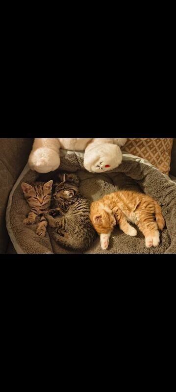 Bengal kittens for sale in Dudley, West Midlands – 11 weeks old