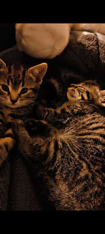 Bengal kittens for sale in Dudley, West Midlands – 11 weeks old - Image 2 of 3