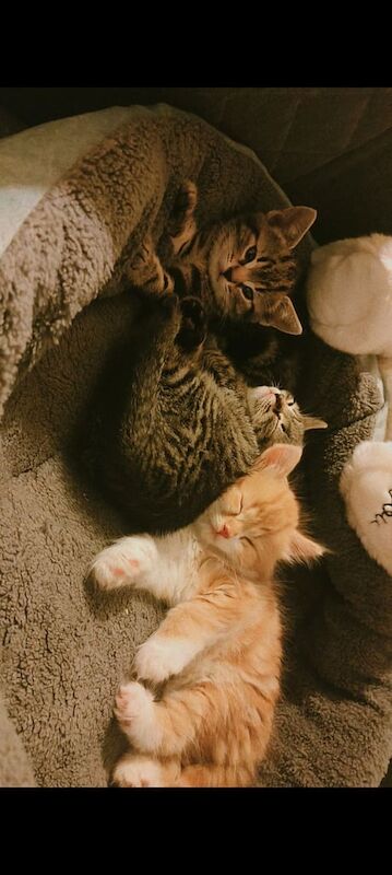 Bengal kittens for sale in Dudley, West Midlands – 11 weeks old - Image 3 of 3