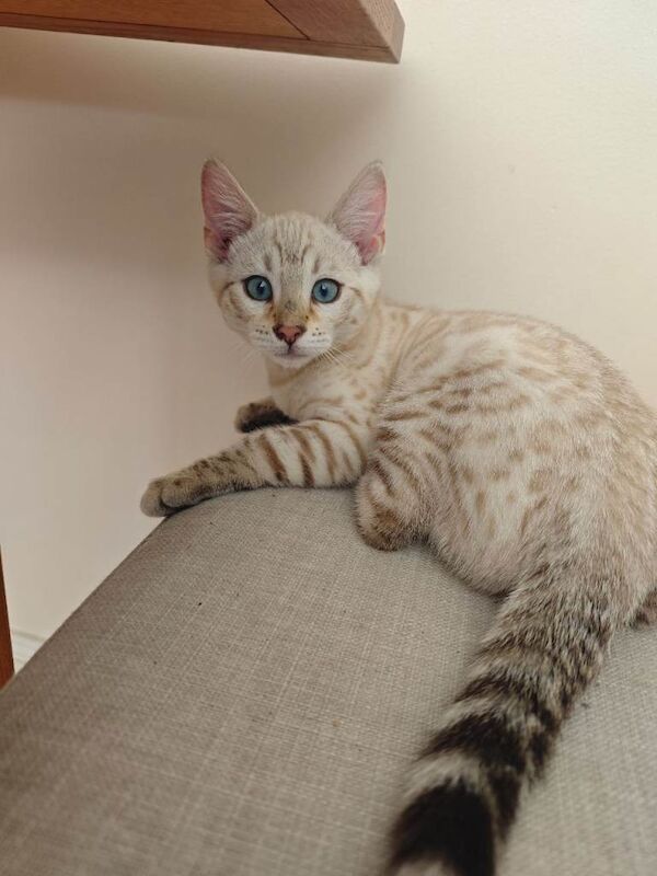Pure beautiful female Bengal kitten