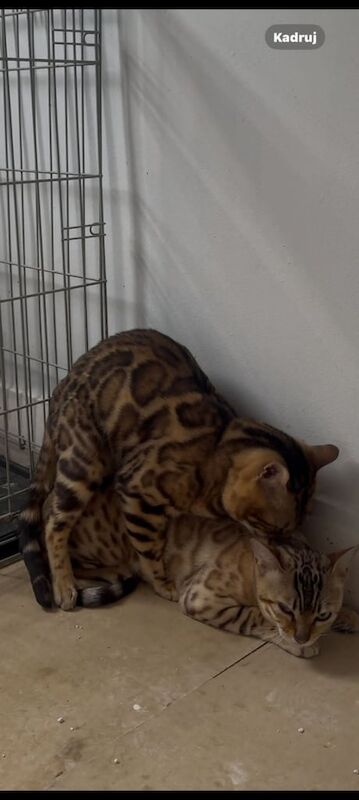 Bengal kittens for sale in Whitechapel, Greater London – 7 weeks old