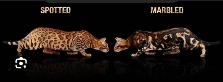 Bengal kittens for sale in Whitechapel, Greater London – 7 weeks old - Image 2 of 3