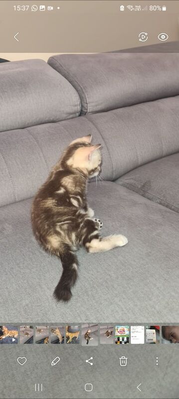 Bengal kittens for sale in Whitechapel, Greater London – 7 weeks old - Image 3 of 3