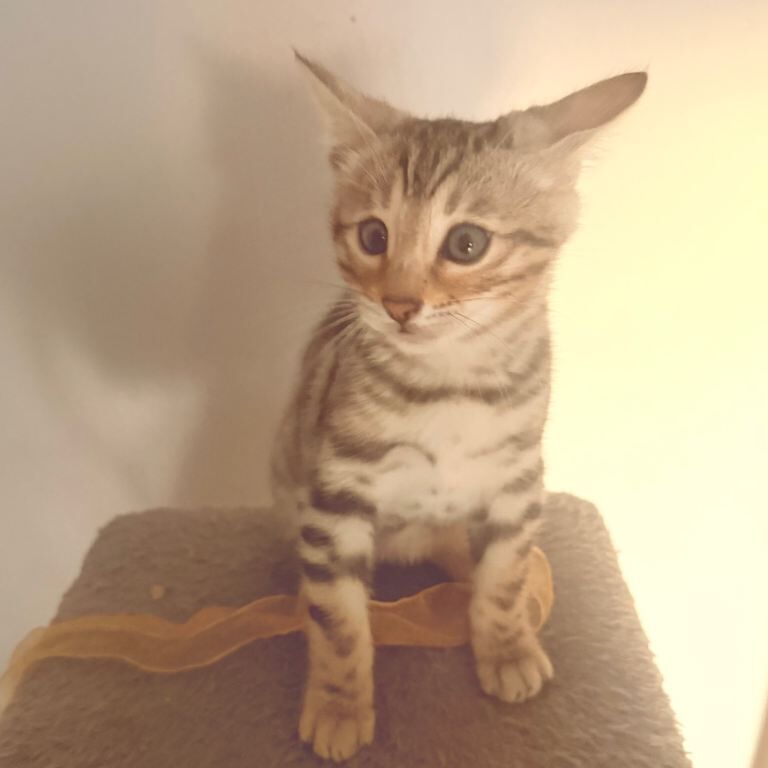 Bengal kittens for sale in Derby, Derbyshire – 9 weeks old