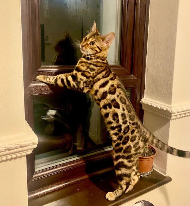 Bengal Kittens For Sale