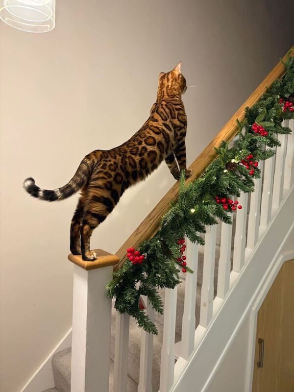 Pure Bengal Kitten - Image 2 of 3