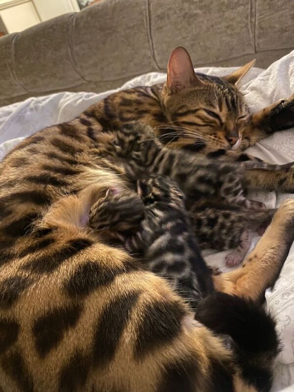 Pure Bengal Kitten - Image 3 of 3