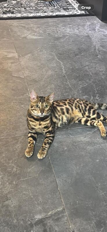Pure Bengal Kitten