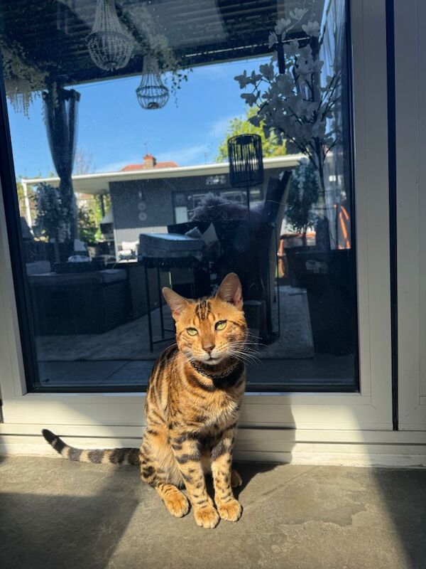 Pure Bengal Kitten - Image 2 of 6