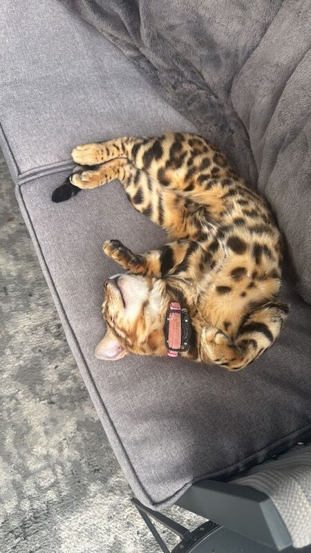 Pure Bengal Kitten - Image 3 of 6