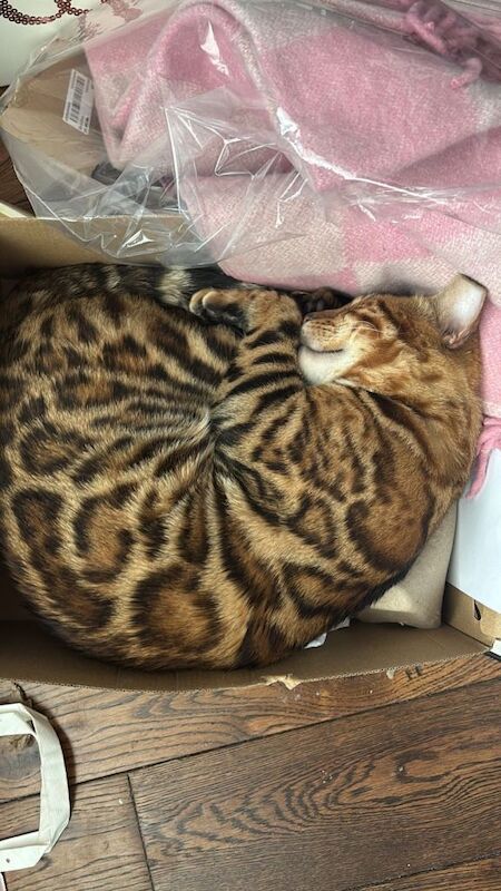 Pure Bengal Kitten - Image 4 of 6