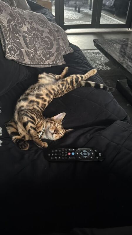 Pure Bengal Kitten - Image 5 of 6