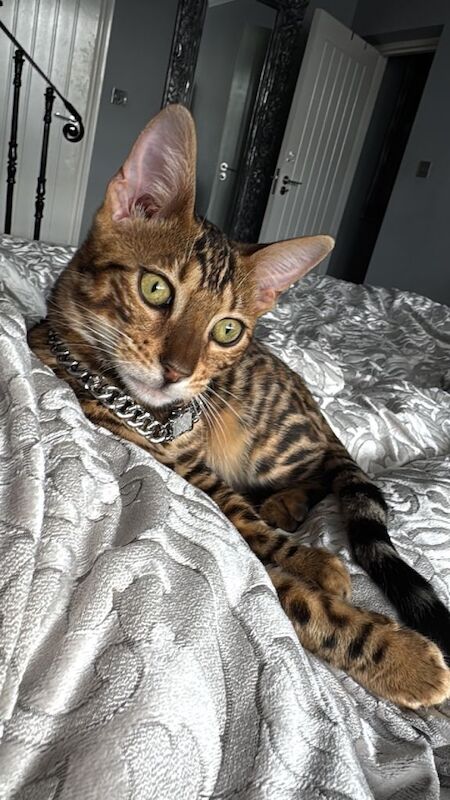 Pure Bengal Kitten - Image 6 of 6