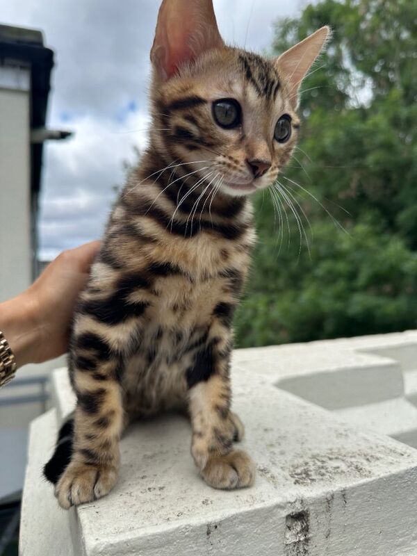 pure Bengal kitten male