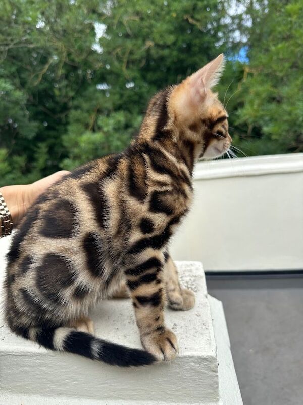pure Bengal kitten male - Image 2 of 4