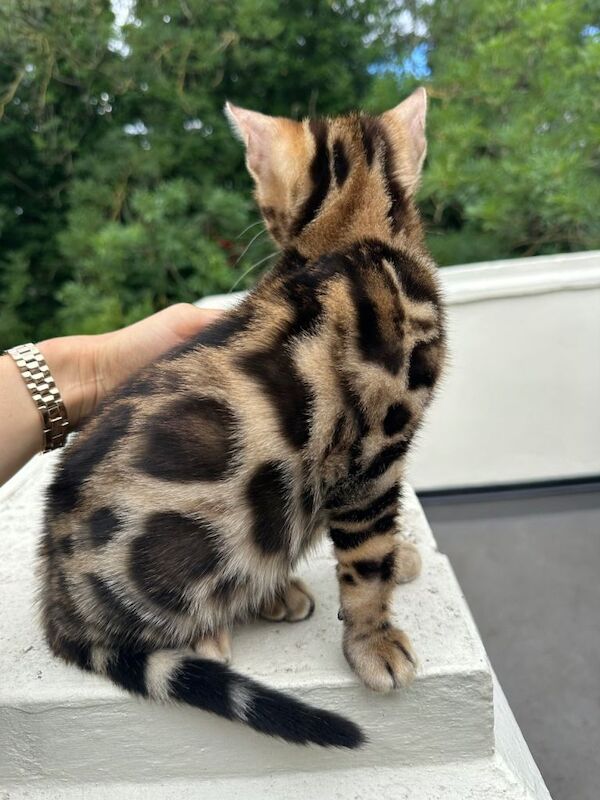 pure Bengal kitten male - Image 3 of 4