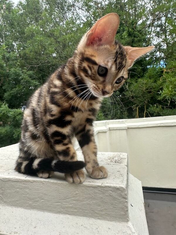 pure Bengal kitten male - Image 4 of 4