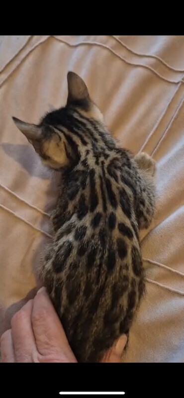 Bengal kittens for sale in Southampton, Hampshire – 11 weeks old - Image 2 of 4