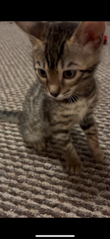 Bengal kittens for sale in Southampton, Hampshire – 11 weeks old - Image 3 of 4