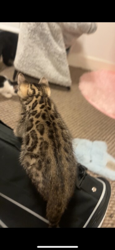 Bengal kittens for sale in Southampton, Hampshire – 11 weeks old - Image 4 of 4