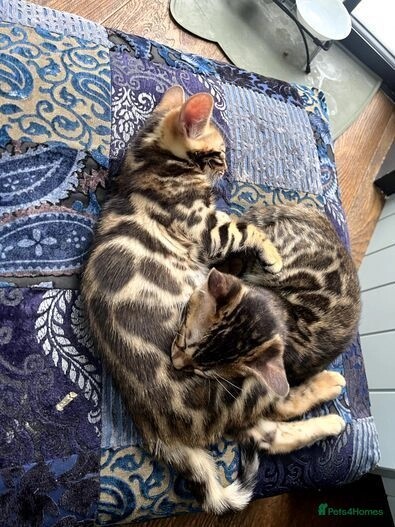 Pure bengal kittens 1 boy 1 girl (TICA registered) for sale in E18 1QB | Image 2