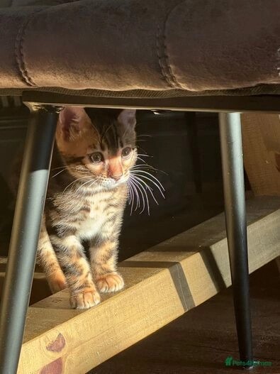 Pure bengal kittens 1 boy 1 girl (TICA registered) for sale in E18 1QB | Image 3