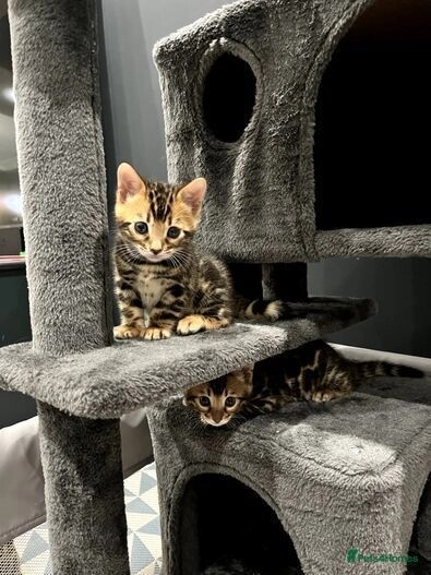 Pure bengal kittens 1 boy 1 girl (TICA registered) for sale in E18 1QB | Image 4