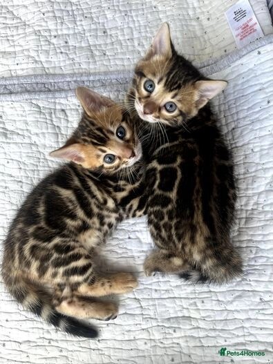Bengal kittens for sale in E18 1QB – 1 year old - Image 5 of 11