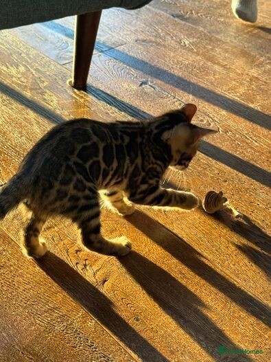 Bengal kittens for sale in E18 1QB – 1 year old - Image 6 of 11