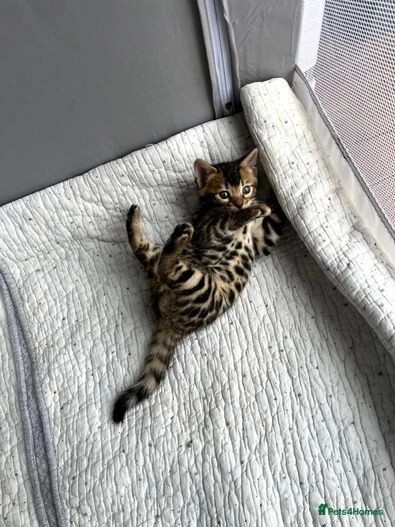 Bengal kittens for sale in E18 1QB – 1 year old - Image 7 of 11