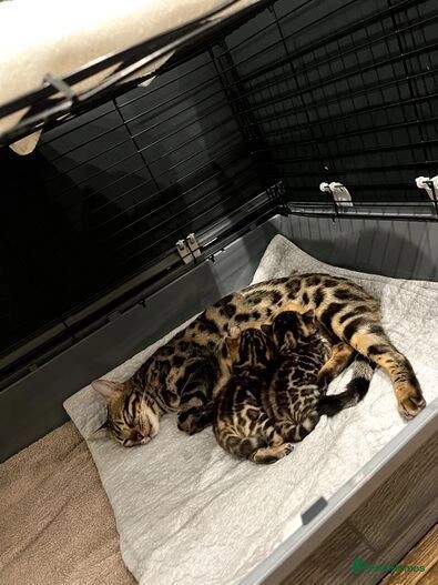 Bengal kittens for sale in E18 1QB – 1 year old - Image 8 of 11
