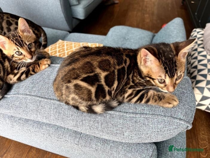 Bengal kittens for sale in E18 1QB – 1 year old - Image 9 of 11