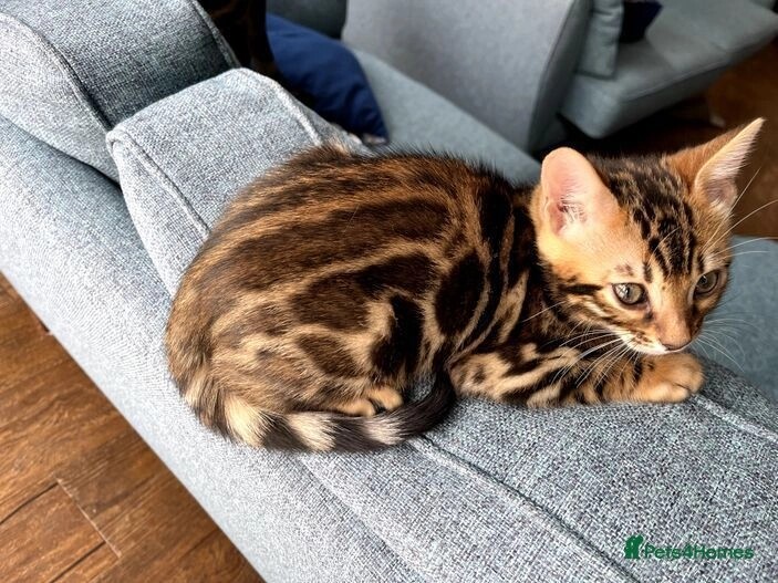 Bengal kittens for sale in E18 1QB – 1 year old - Image 10 of 11
