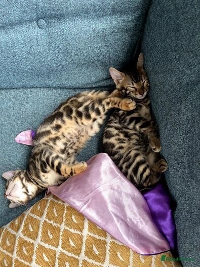 Bengal kittens for sale in E18 1QB – 1 year old - Image 11 of 11